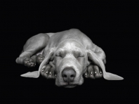 Dog 01